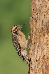 Ladder-backed Woodpecker