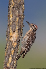 Ladder-backed Woodpecker