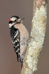 Downy Woodpecker