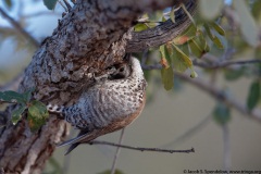 Arizona Woodpecker