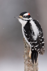 Hairy Woodpecker