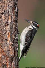 Hairy Woodpecker