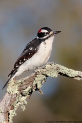 Hairy Woodpecker