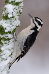 Hairy Woodpecker