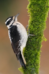 Hairy Woodpecker