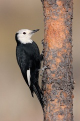 White-headed Woodpecker