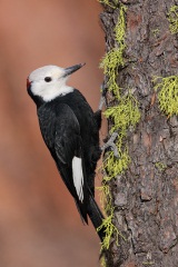 White-headed Woodpecker