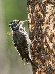 American Three-toed Woodpecker