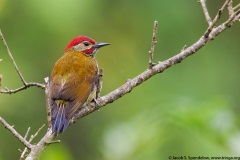 Golden-olive Woodpecker