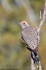 Northern Flicker