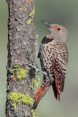 Northern Flicker (Red-shafted Flicker)