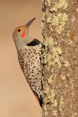 Northern Flicker (Red-shafted Flicker)