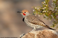 Gilded Flicker