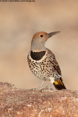 Gilded Flicker