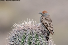 Gilded Flicker