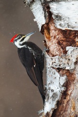 Pileated Woodpecker