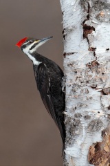 Pileated Woodpecker