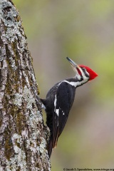 Pileated Woodpecker