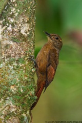 Tawny-winged Woodcreeper