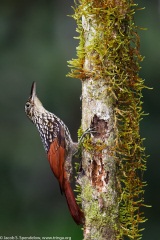 Black-striped Woodcreeper