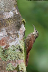 Streak-headed Woodcreeper