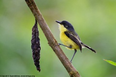 Common Tody-Flycatcher