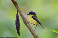 Common Tody-Flycatcher