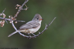 Northern Beardless-Tyrannulet