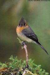 Tufted Flycatcher