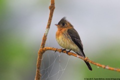 Tufted Flycatcher