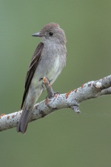 Western Wood-Pewee