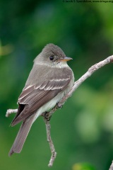 Eastern Wood-Pewee