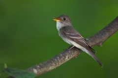 Eastern Wood-Pewee