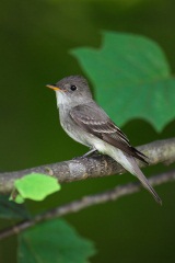 Eastern Wood-Pewee