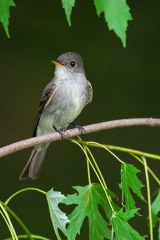 Eastern Wood-Pewee