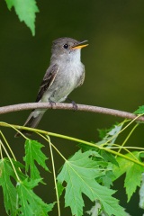 Eastern Wood-Pewee