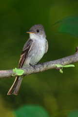 Eastern Wood-Pewee