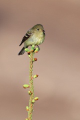 Yellow-bellied Flycatcher