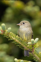 Yellow-bellied Flycatcher