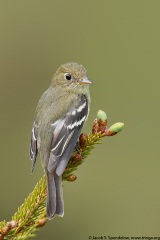 Yellow-bellied Flycatcher