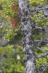 Yellow-bellied Flycatcher