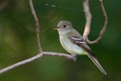 Acadian Flycatcher