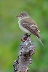 Alder Flycatcher