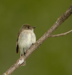 Least Flycatcher