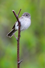 Least Flycatcher