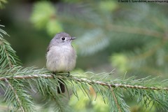 Hammond's Flycatcher