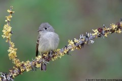 Hammond's Flycatcher