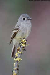 Hammond's Flycatcher