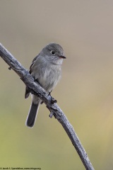 Hammond's Flycatcher