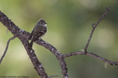 Hammond's Flycatcher